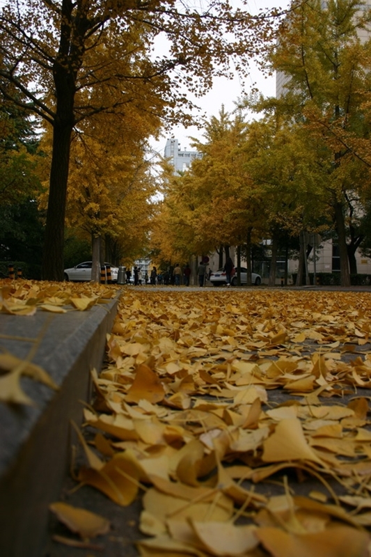 Beijing University of Chemical 