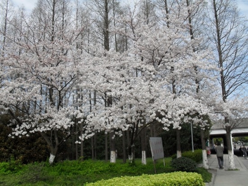 Shanghai Jiaotong University 