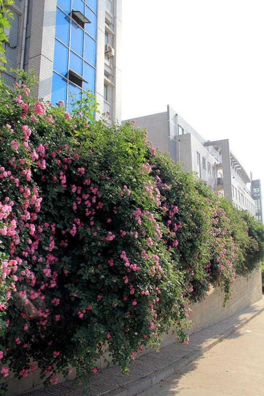  Shandong University of Political Science and Law 