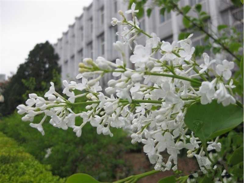 Dalian Ocean University