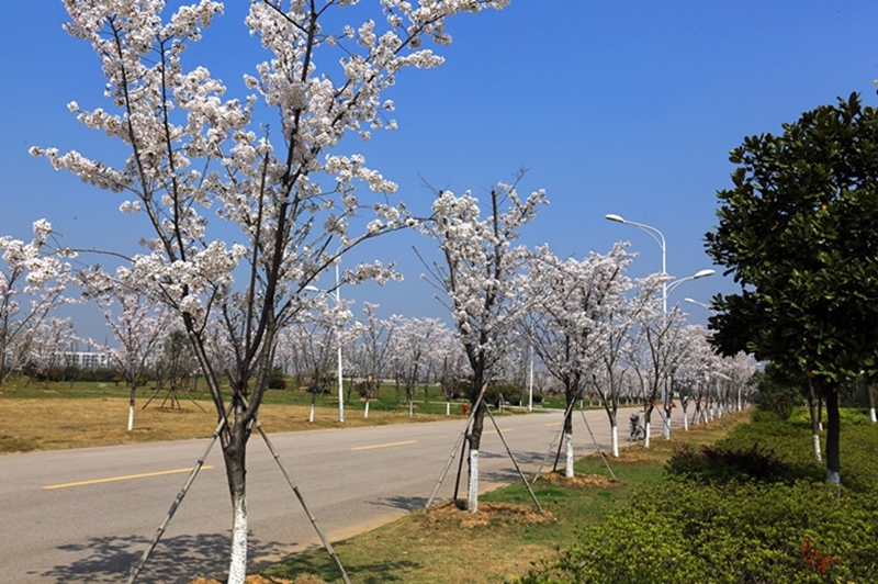 China Pharmaceutical University