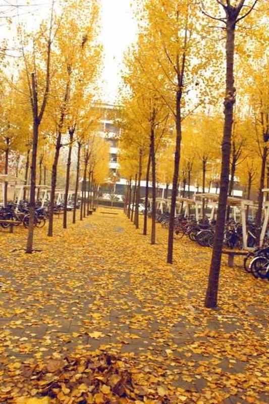 Shandong University of Art&Desig 