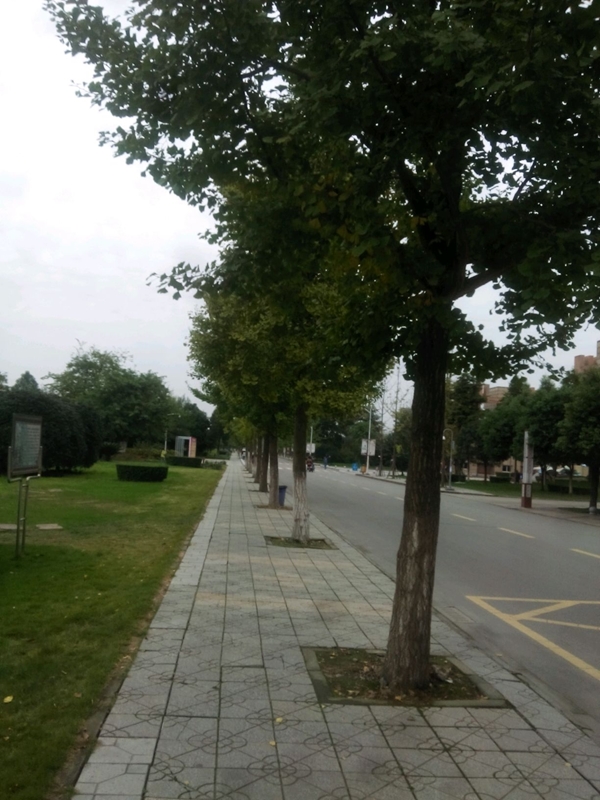 มหาวิทยาลัยในจีน：Chengdu University of Traditional Chinese Medicine