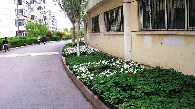 Heilongjiang University 