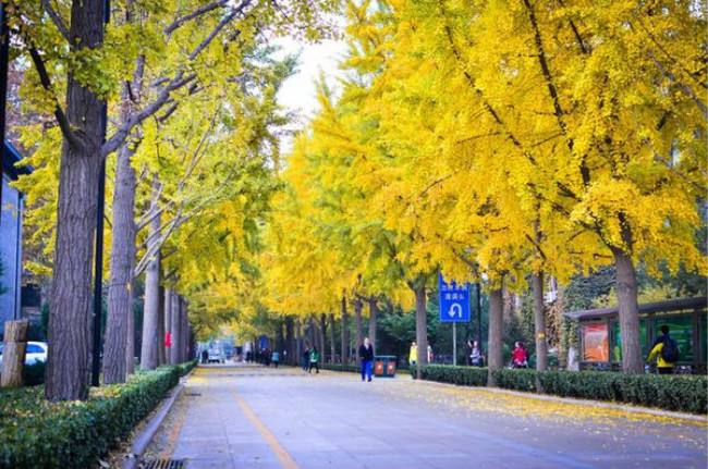 มหาวิทยาลัยป่าไม้ปักกิ่ Beijing Forestry University 北京林业大学