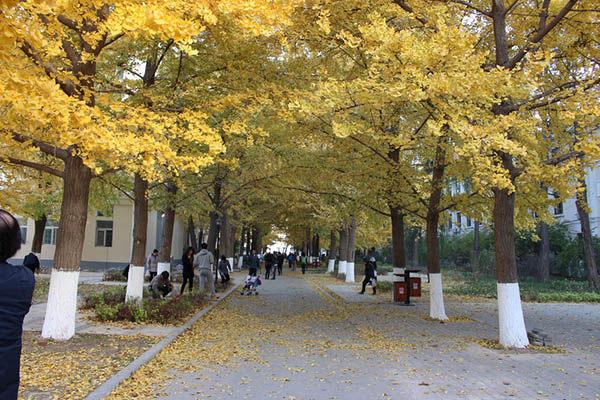 University of Science and Technology Beijing  北京科技大学