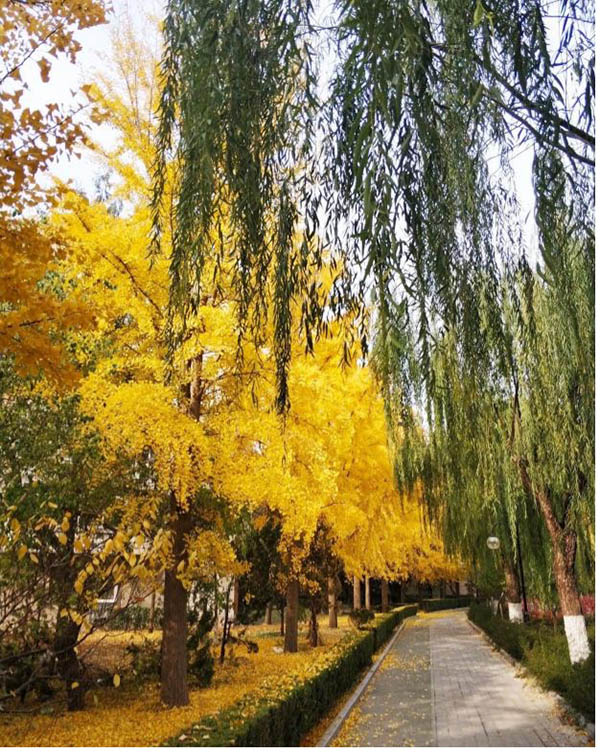 Tsinghua University ดีไหม？