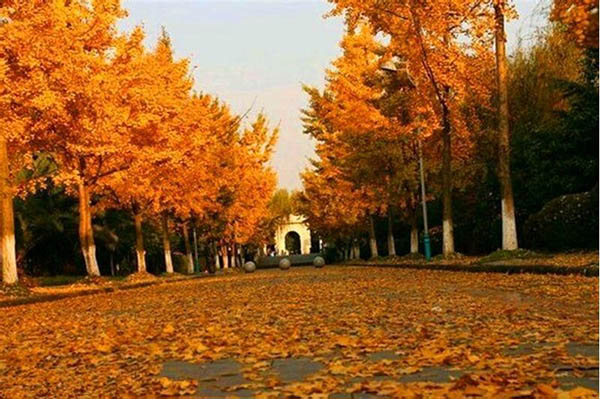 มหาวิทยาลัยเทคโนโลยีสารสนเทศเฉิงตู Chengdu University of Information Technology