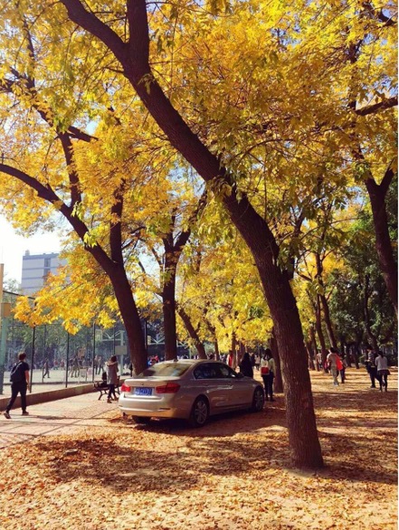 Beijing Language and Culture Universityดีไหม
