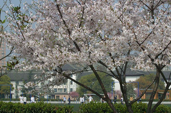 Tongji University  ทุน