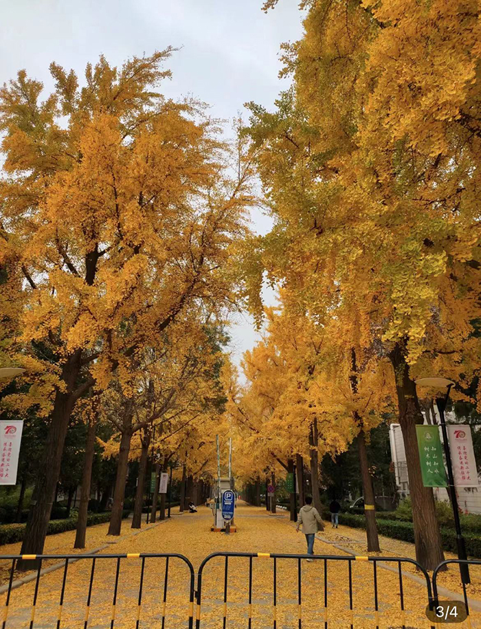 มหาวิทยาลัยป่าไม้ปักกิ่งBeijing Forestry University